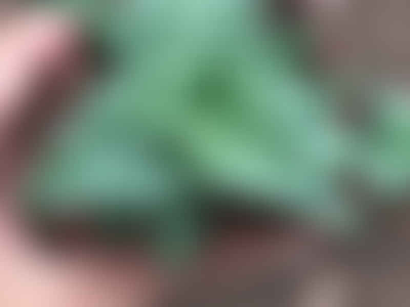 Aloaceae