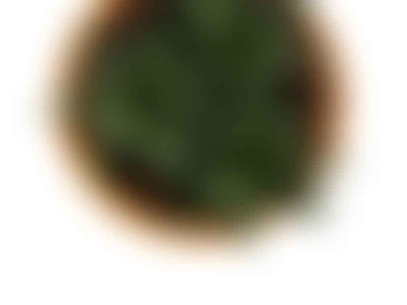 Aloaceae