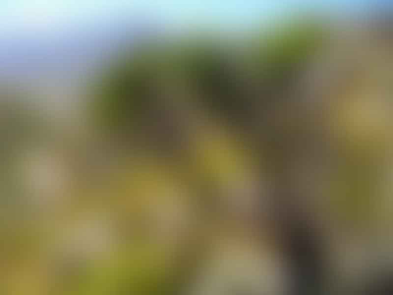 Aloaceae