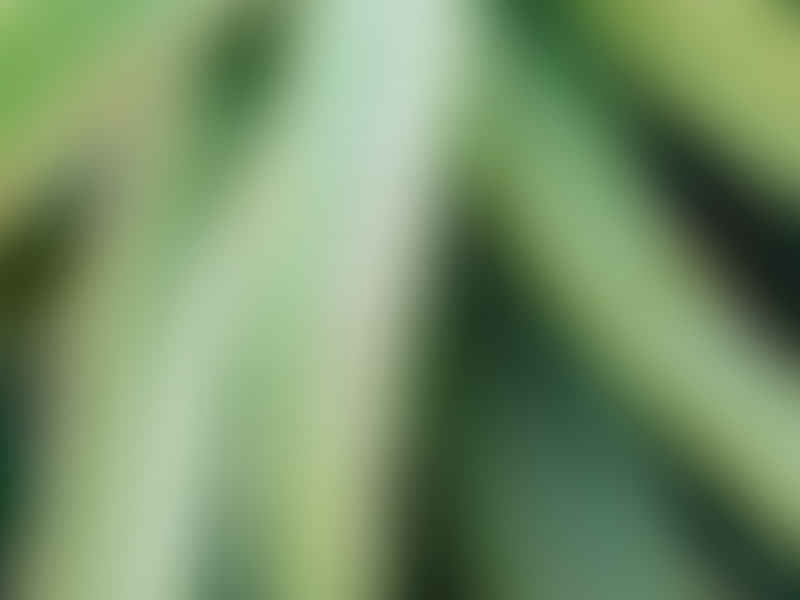 Aloe Arborescens Variegata | Aloe | Aloaceae