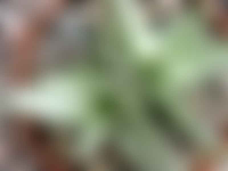 Aloe Deltoideodonta | Aloe | Aloaceae