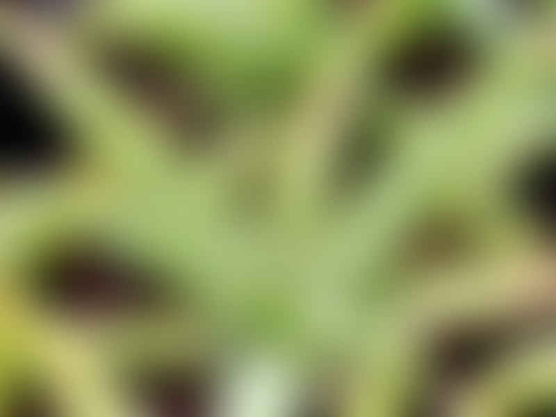 Aloe Ellenbeckii | Aloe | Aloaceae