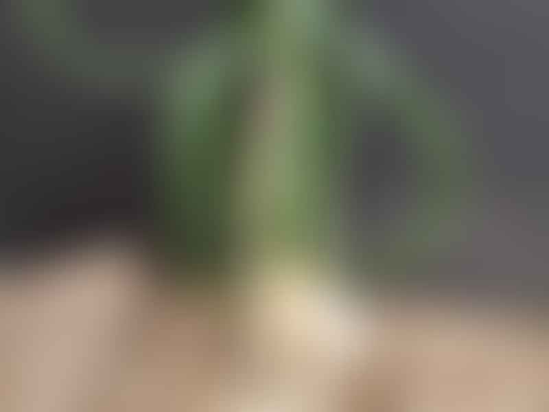 Aloe Palmiformis | Aloe | Aloaceae