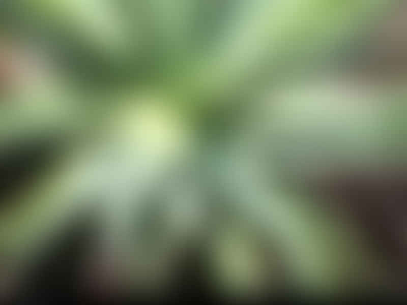 Aloe X Spinosissima | Aloe | Aloaceae