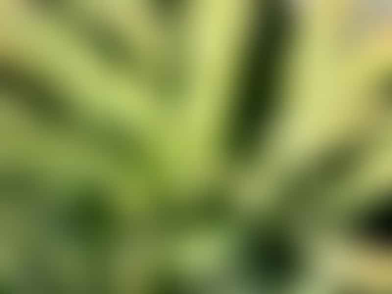 Aloe X Spinosissima | Aloe | Aloaceae