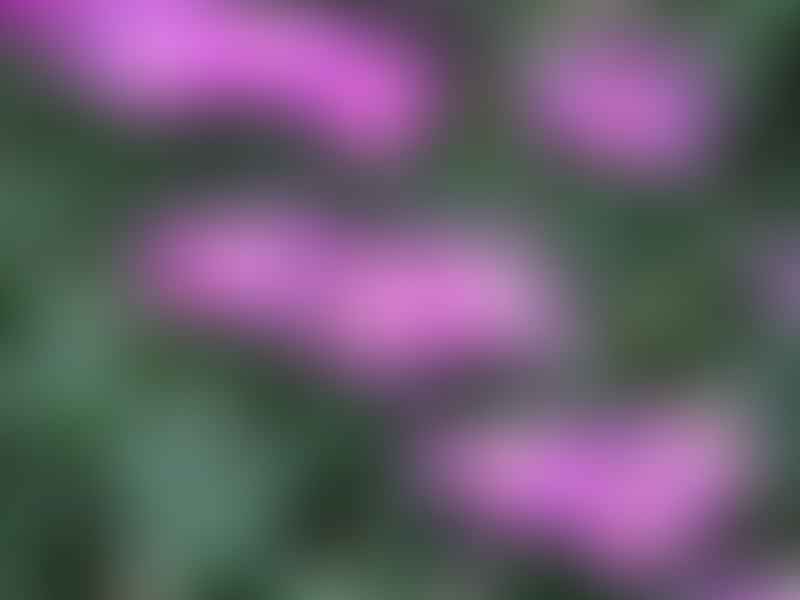 Antimima Concinna | Antimima | Aizoaceae