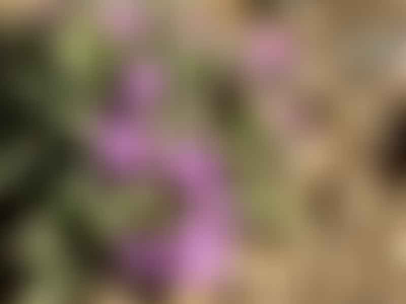 Antimima Concinna | Antimima | Aizoaceae