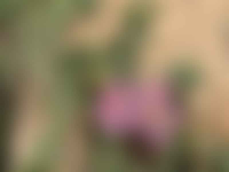 Antimima Concinna | Antimima | Aizoaceae