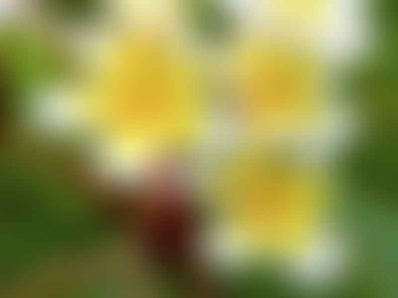 Apocynaceae