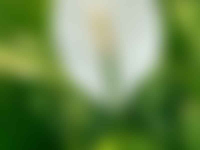 Araceae