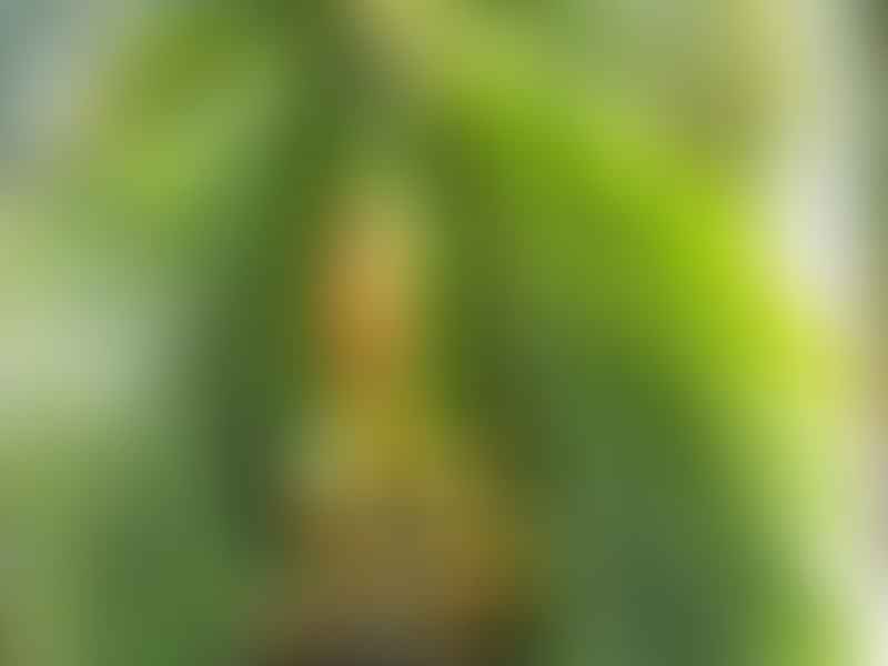 Areca Catechu | Areca | Arecaceae