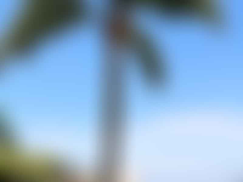 Arecaceae