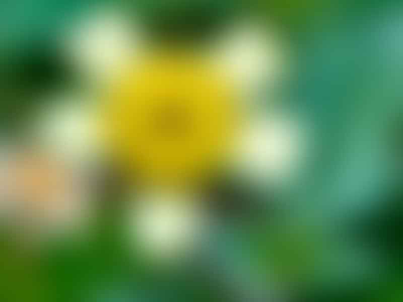 Asteraceae