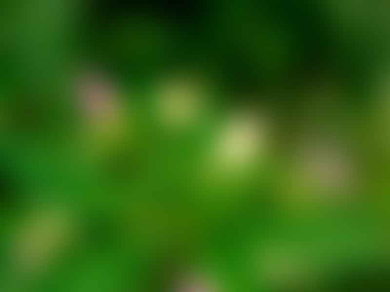 Balsaminaceae