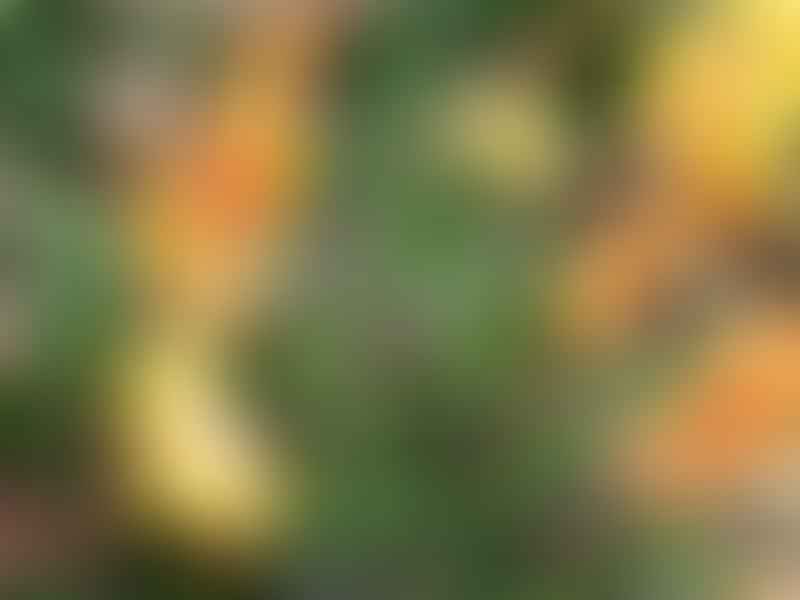 Bijlia Tugwelliae | Bijlia | Aizoaceae