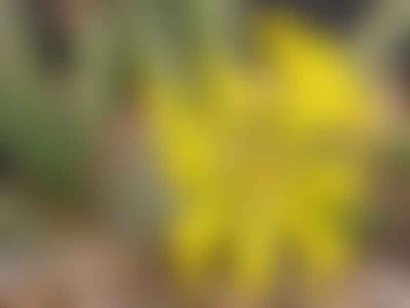 Bijlia Tugwelliae | Bijlia | Aizoaceae