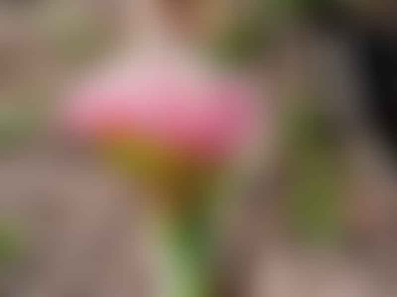 Boophane | Amaryllidaceae