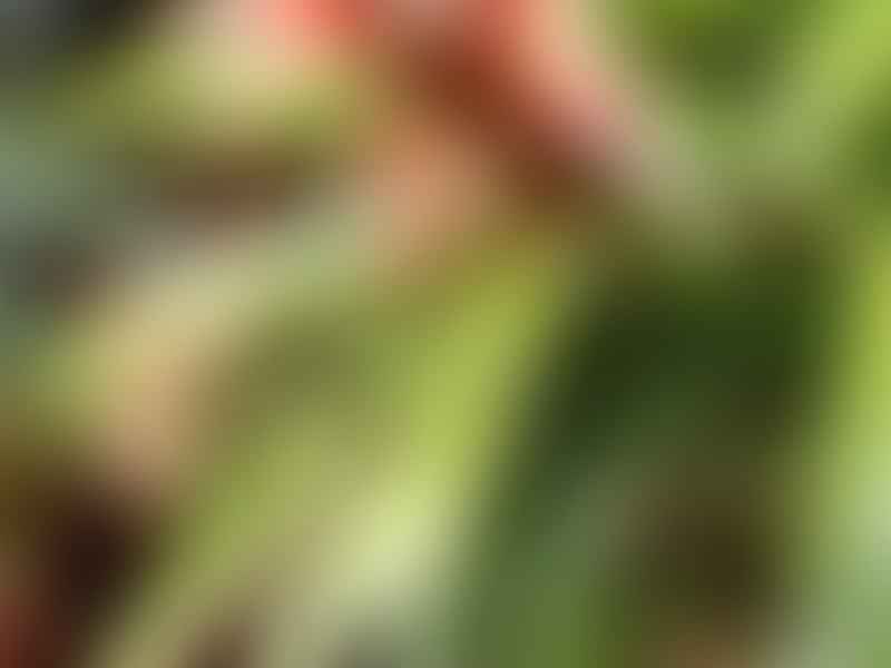 Bromeliaceae