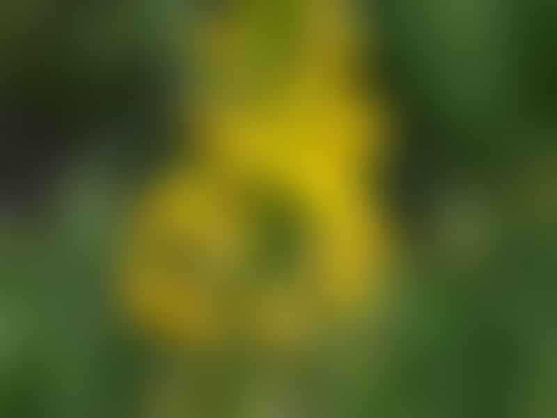 Bulbine Latifolia | Bulbine | Aloaceae