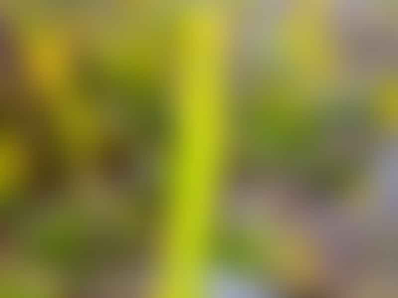 Bulbine Latifolia | Bulbine | Aloaceae