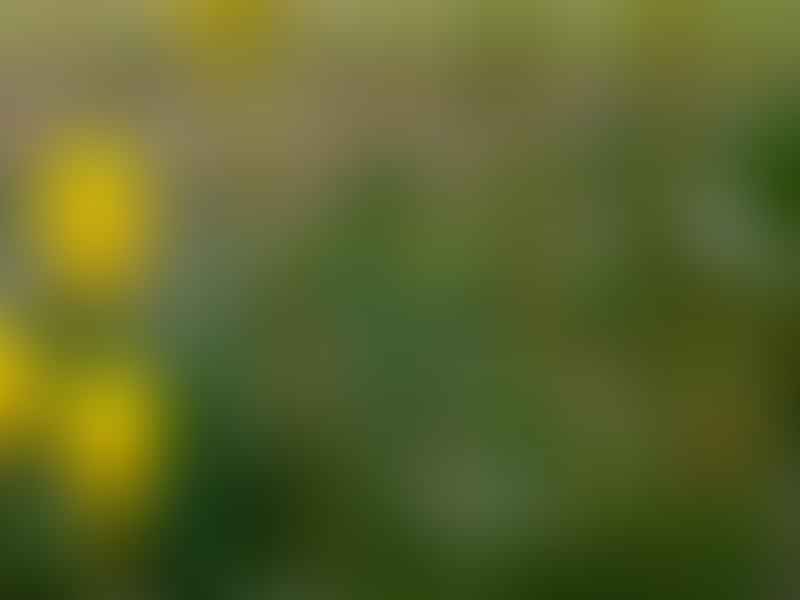 Bulbinella | Aloaceae
