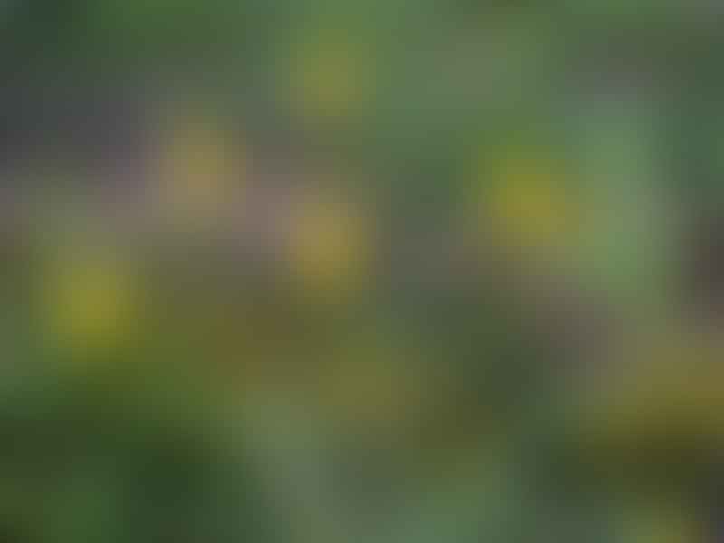 Bulbinella Hookeri | Bulbinella | Aloaceae