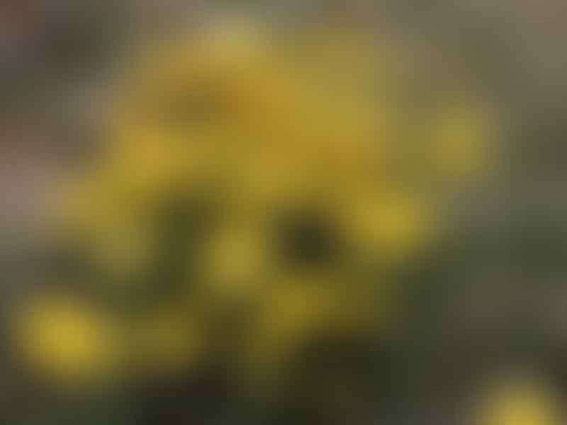 Burkartia Lanigera   Syn. Perezia Lanigera | Asteraceae