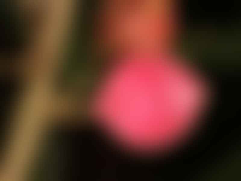 Burseraceae