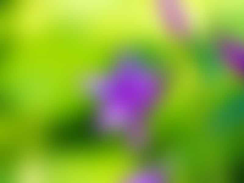Campanulaceae