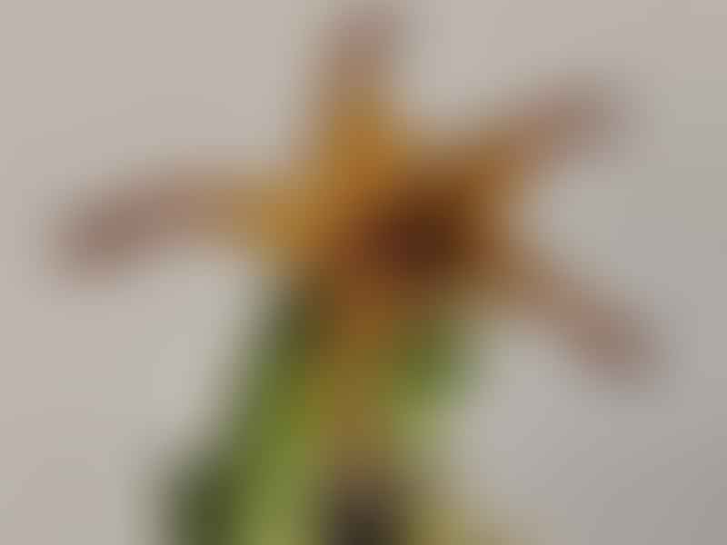 Caralluma Plicatiloba | Caralluma | Apocynaceae