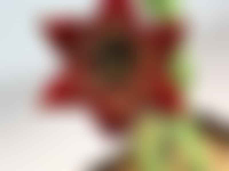 Caralluma Socotrana | Caralluma | Apocynaceae