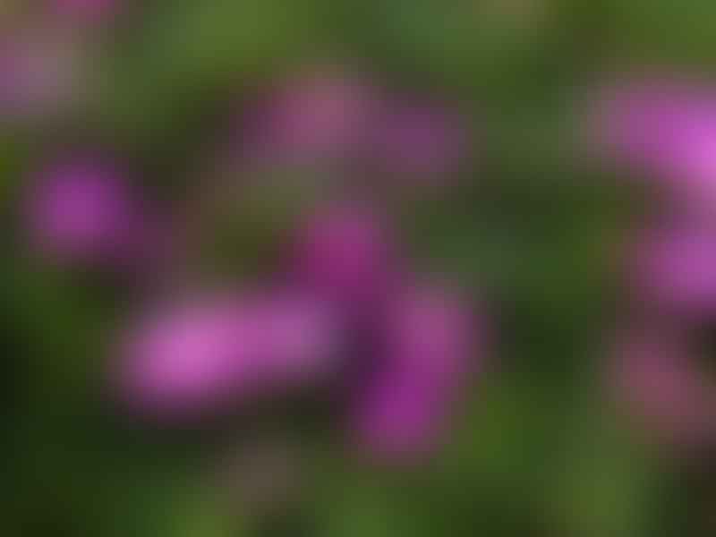 Carpobrotus | Aizoaceae