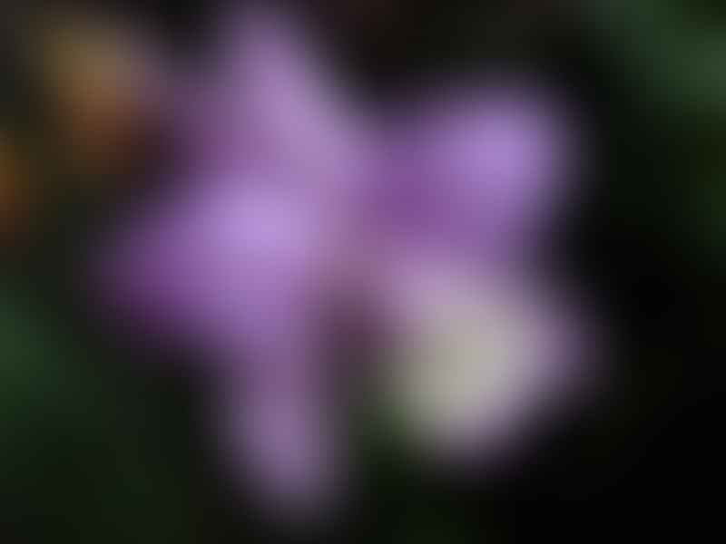 Cattleya Loddigesii | Orchidaceae