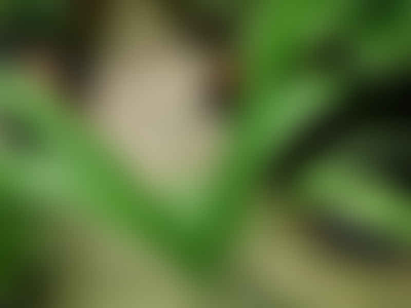 Chamaedorea Elatior | Chamaedorea | Arecaceae