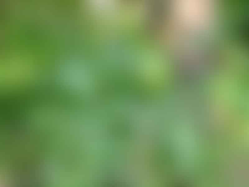 Chamaedorea Stolonifera | Chamaedorea | Arecaceae