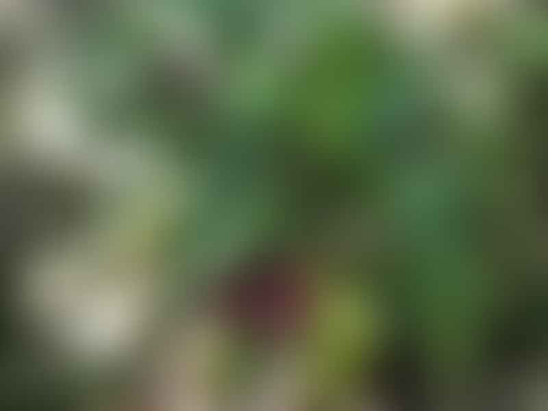 Chamaedorea Stolonifera | Chamaedorea | Arecaceae