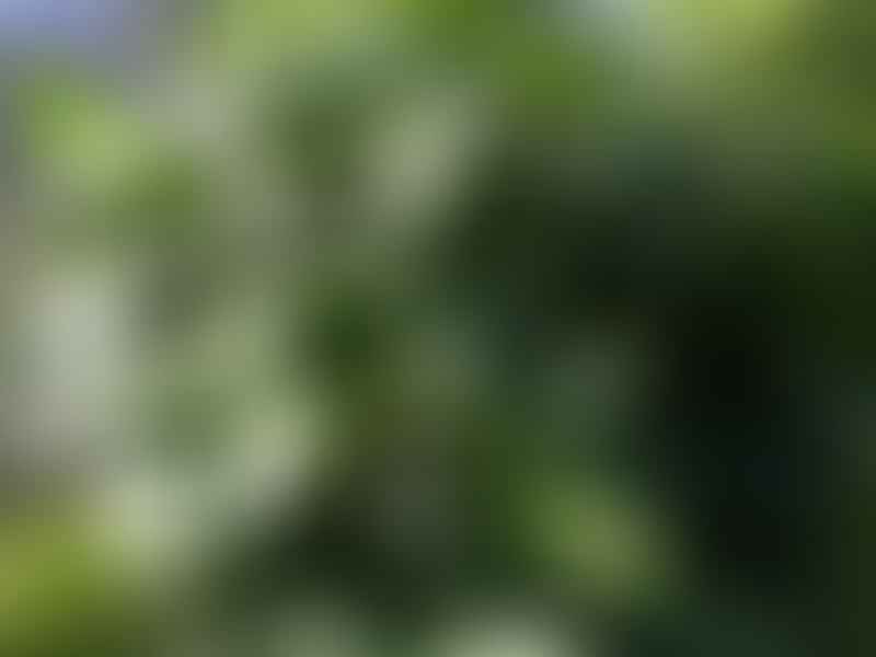 Chamaedorea Stolonifera | Chamaedorea | Arecaceae
