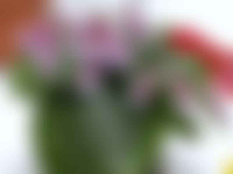 Chirita Liboensis | Chirita | Gesneriaceae