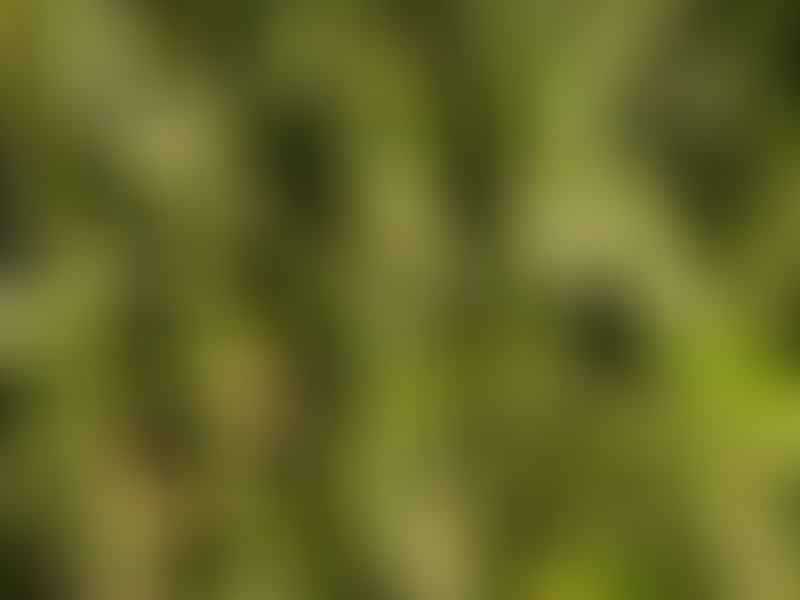 Cissus Quadrangularis | Vitaceae
