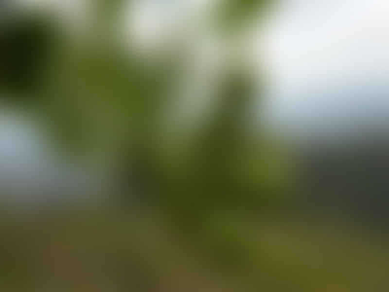 Cissus Rondoensis | Vitaceae