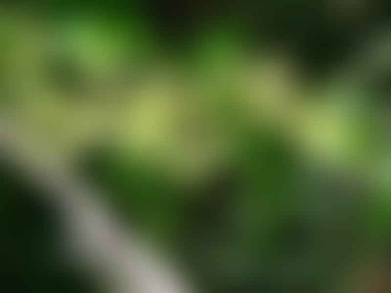 Cissus Rondoensis | Vitaceae