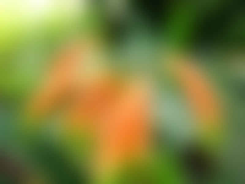Clivia Gardenii | Clivia | Amaryllidaceae