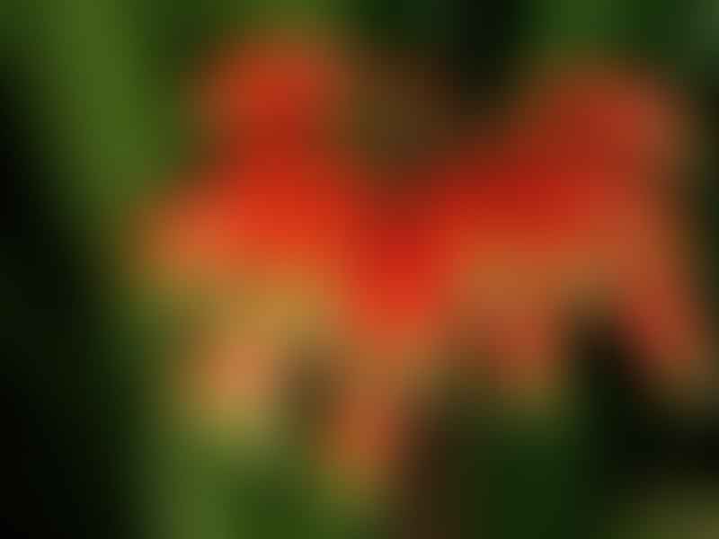 Clivia Gardenii | Clivia | Amaryllidaceae
