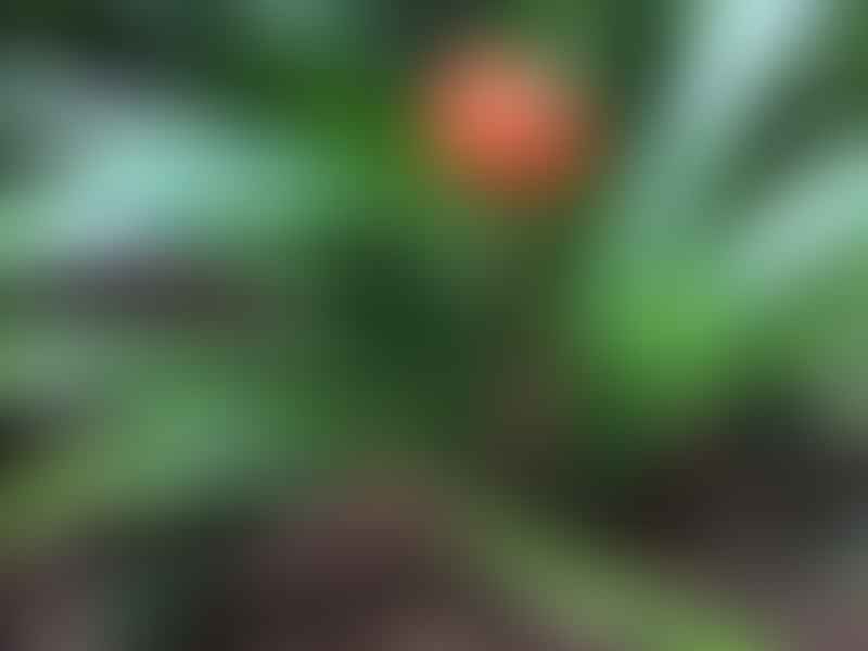 Clivia Gardenii | Clivia | Amaryllidaceae