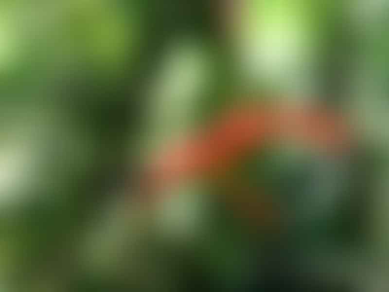 Columnea Oerstediana | Columnea | Gesneriaceae