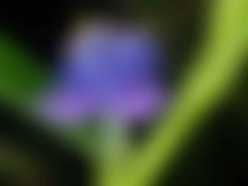 Commelinaceae