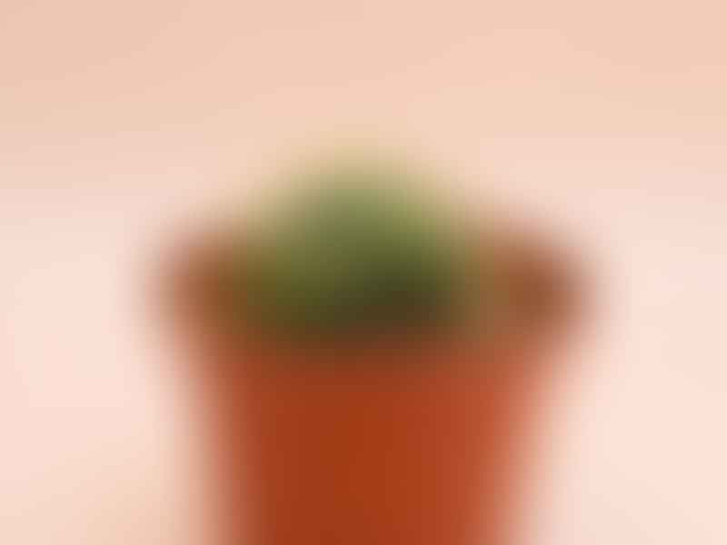  Conophytum Velutinum | Conophytum | Aizoaceae