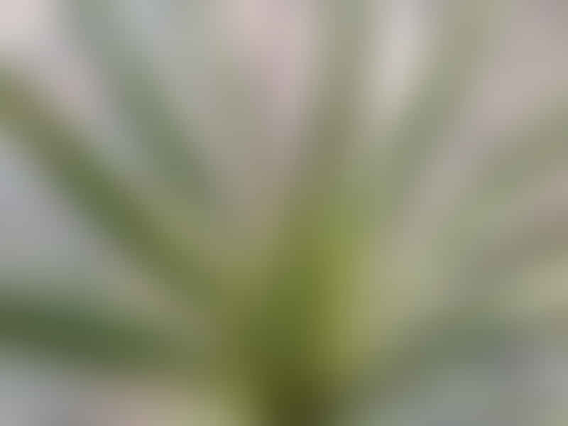 Cordyline Australis Cv. Torbay Dazzler | Cordyline | Dracaenaceae