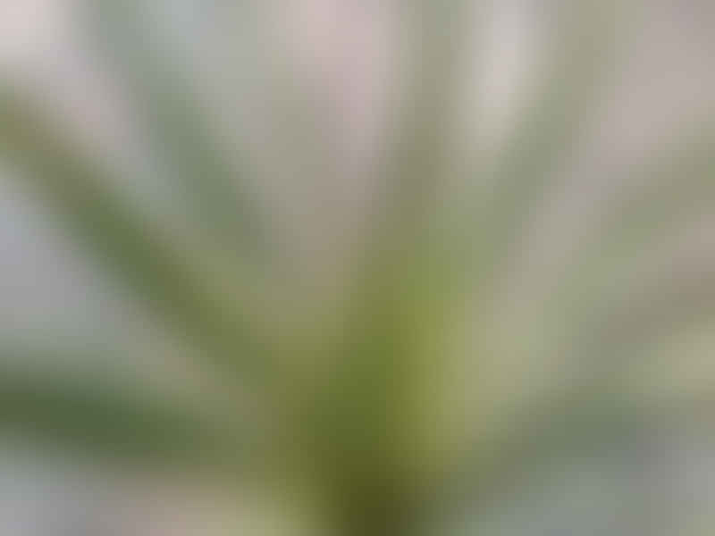 Cordyline Australis Cv. Torbay Dazzler | Cordyline | Dracaenaceae