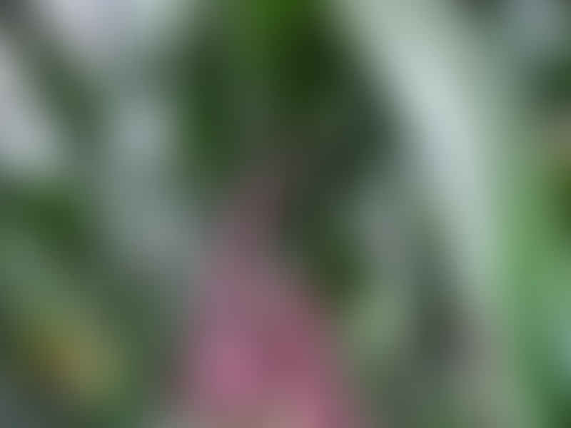 Cordyline Petiolaris Flowers | Cordyline | Dracaenaceae